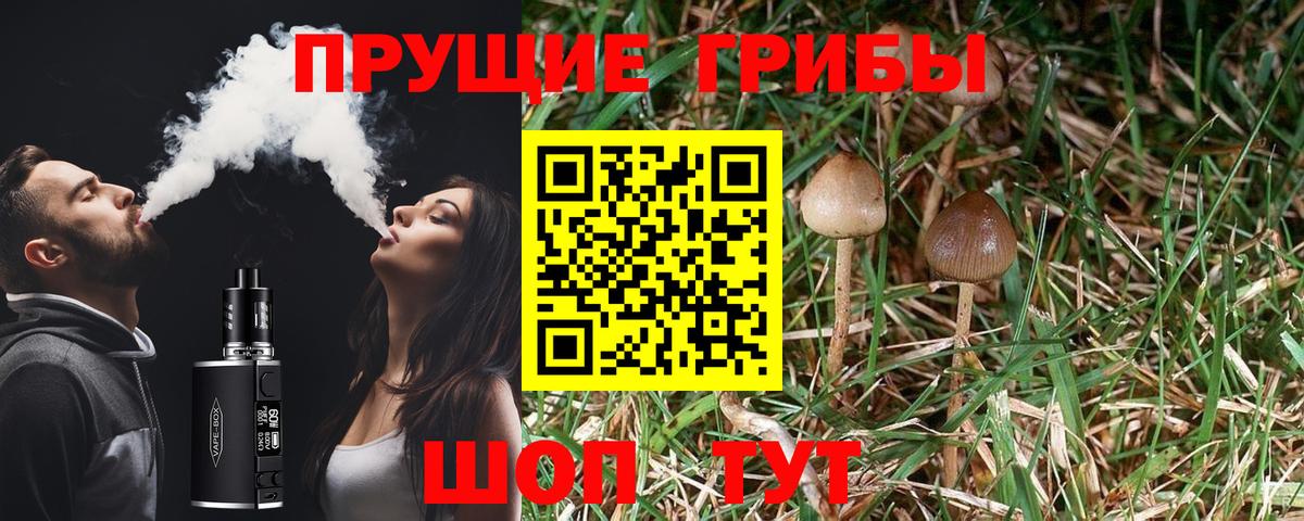 Псилоцибиновые грибы Psilocybe  Вход с VPN  Избербаш 